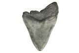 Partial, Fossil Megalodon Tooth #193985-1